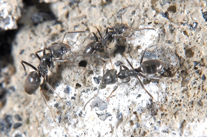 Anche piccole formiche